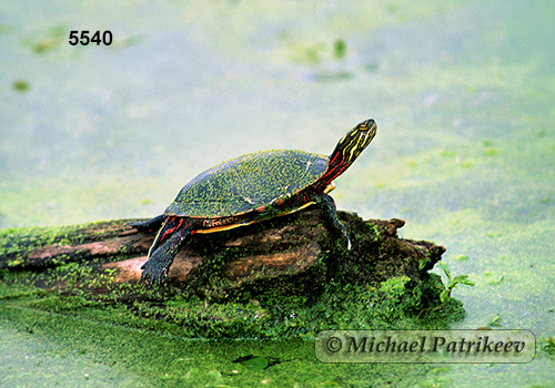 Painted Turtle (Chrysemys picta)